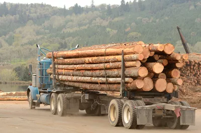 illegal-logging-gps