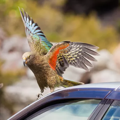 gps tracker parrots and other animals 
